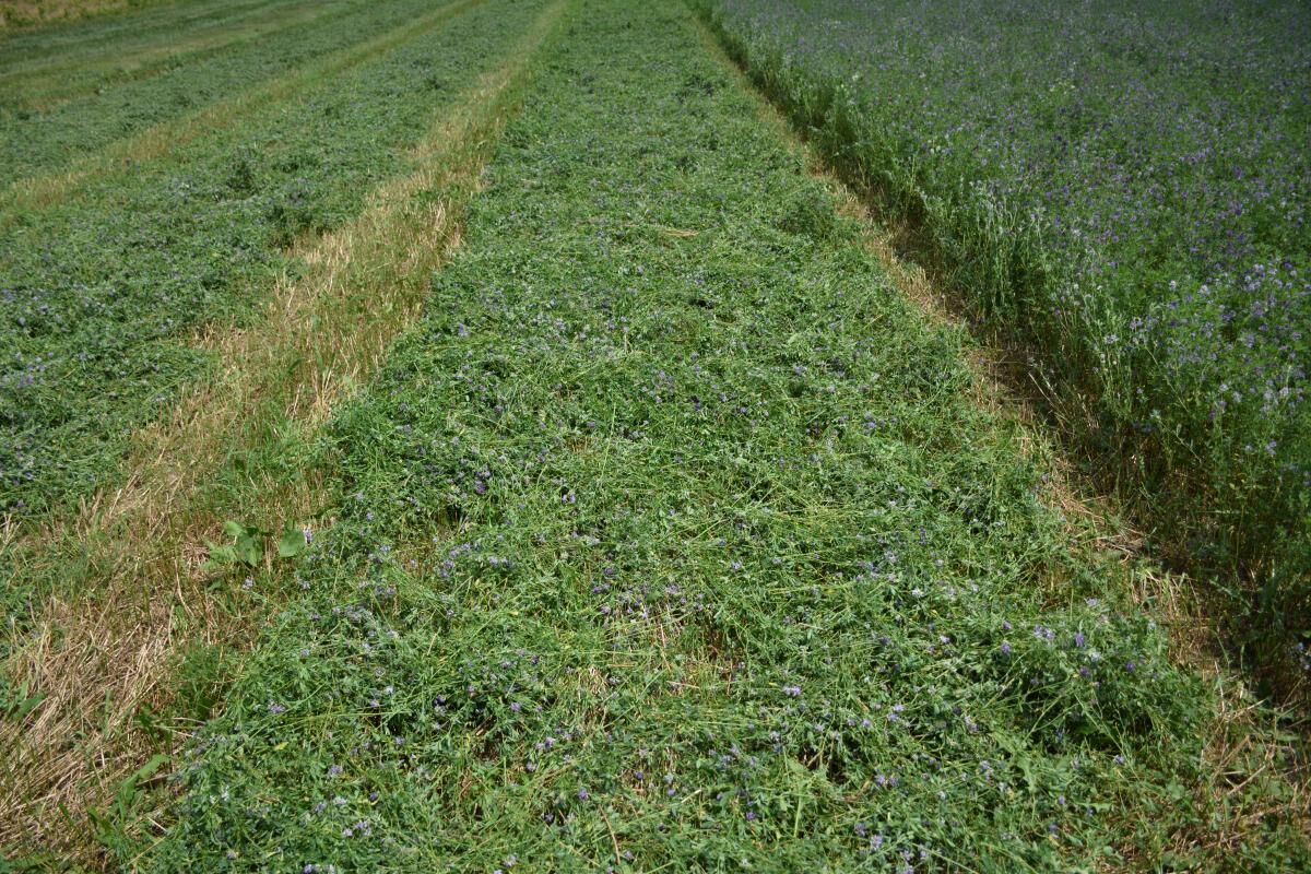 Mngment Hay Windrow